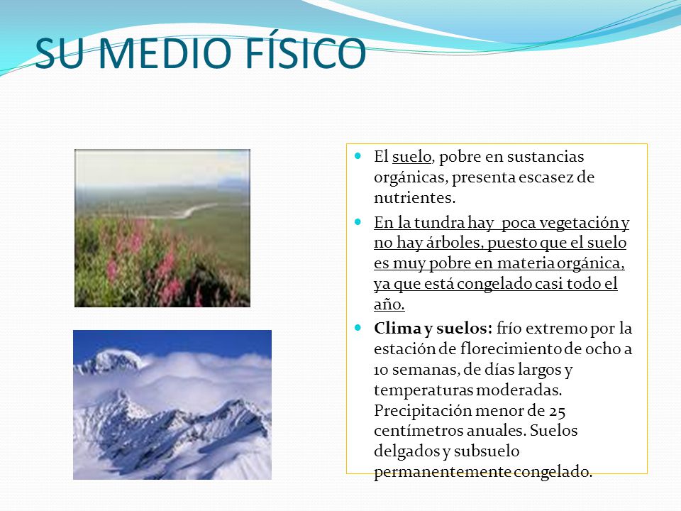 SU MEDIO FÍSICO El suelo, pobre en sustancias orgánicas, presenta escasez de nutrientes.