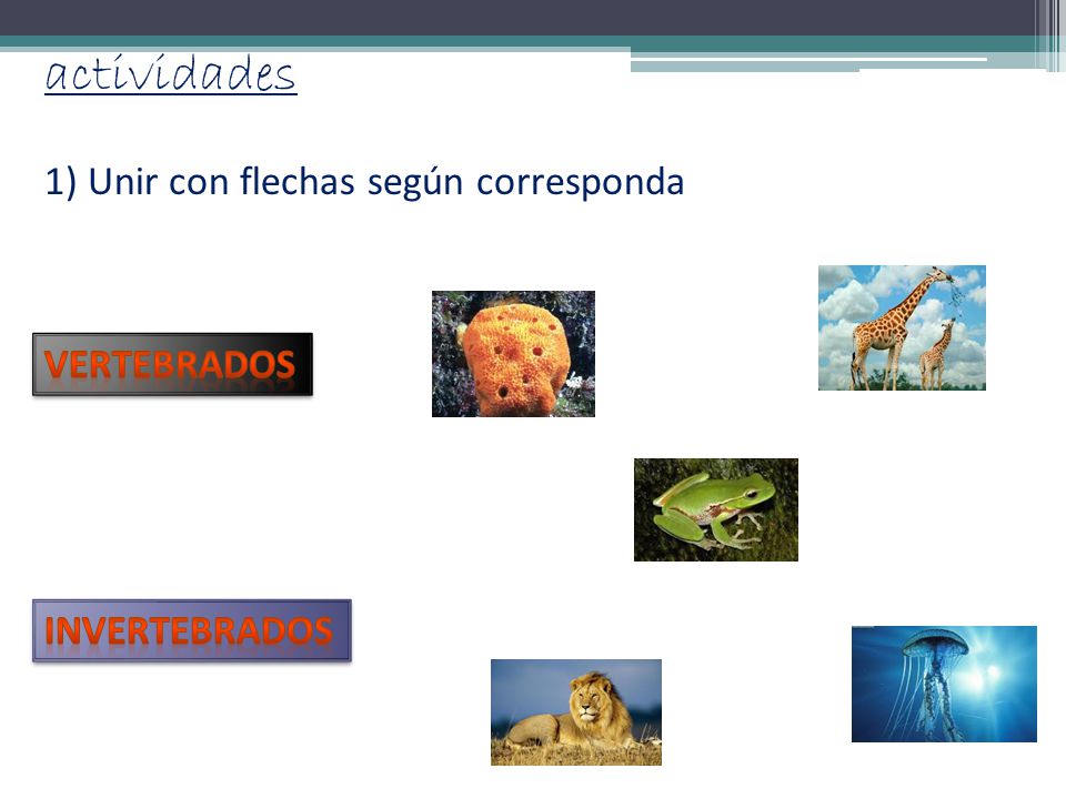 actividades 1) Unir con flechas según corresponda vertebrados