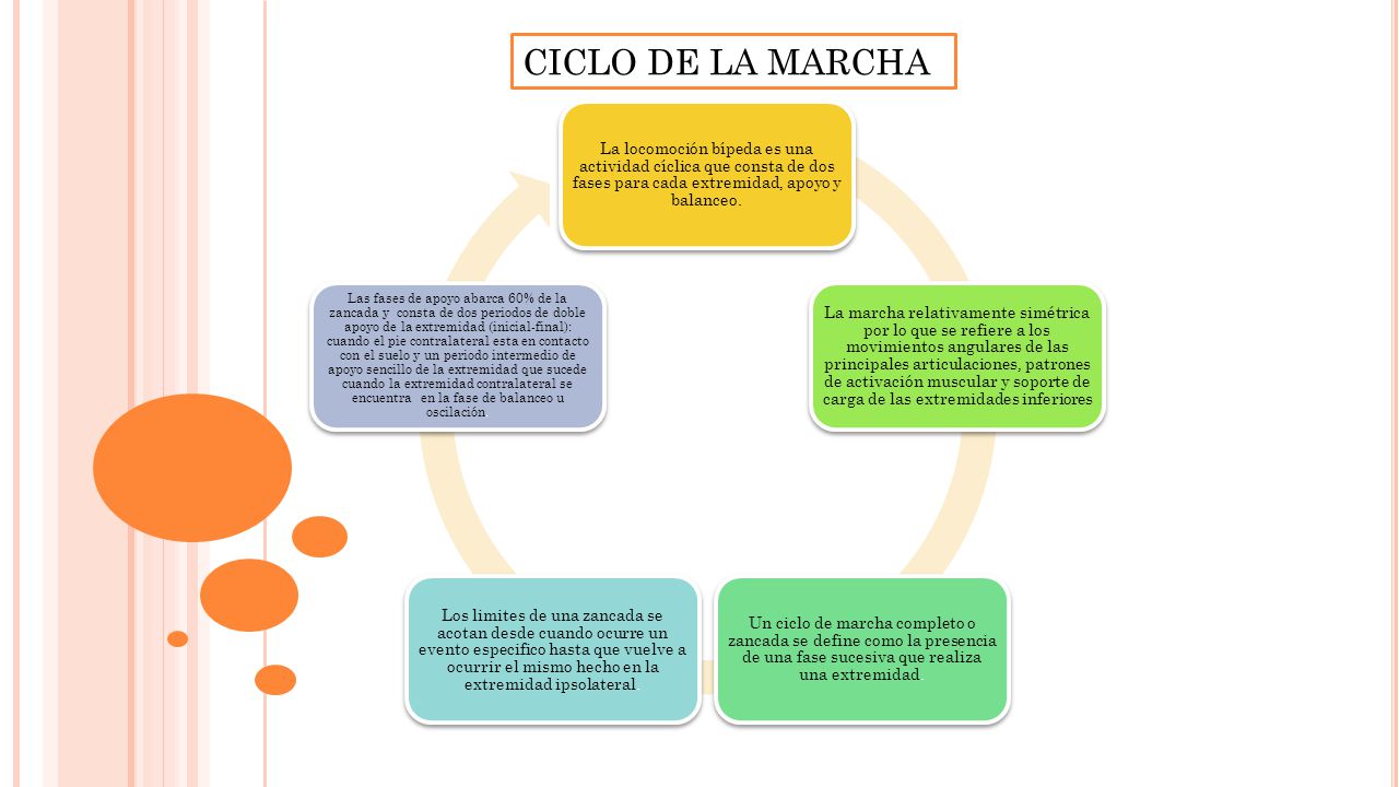 CICLO DE LA MARCHA La locomoción bípeda es una actividad cíclica que consta de dos fases para cada extremidad, apoyo y balanceo.
