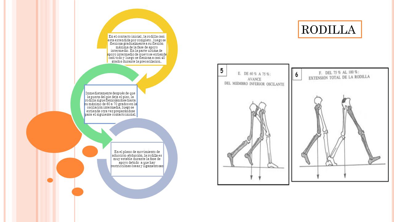 En el contacto inicial , la rodilla casi esta extendida por completo , luego se flexiona gradualmente a su flexión máxima de la fase de apoyo intermedio. En la parte ultima de apoyo intermedio de nuevo se extiende casi todo y luego se flexiona a casi 40 grados durante la preoscilacion..