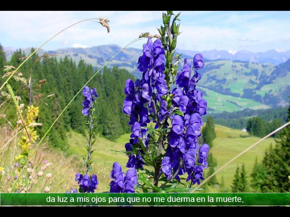 da luz a mis ojos para que no me duerma en la muerte,