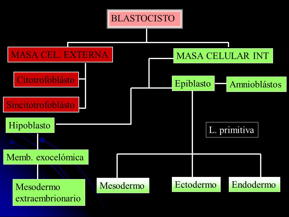 BLASTOCISTO MASA CEL. EXTERNA. MASA CELULAR INT. Citotrofoblásto. Epiblasto. Amnioblástos. Sincitotrofoblásto.