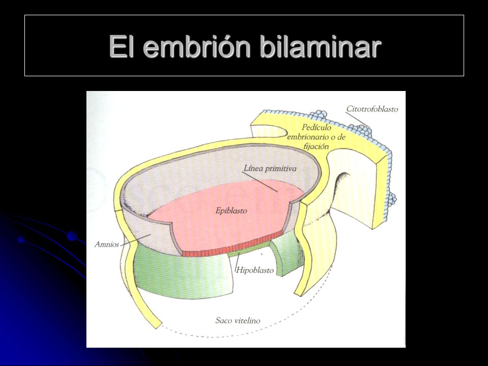 El embrión bilaminar