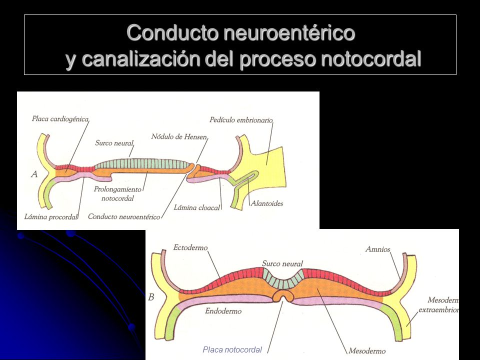 Conducto neuroentérico y canalización del proceso notocordal