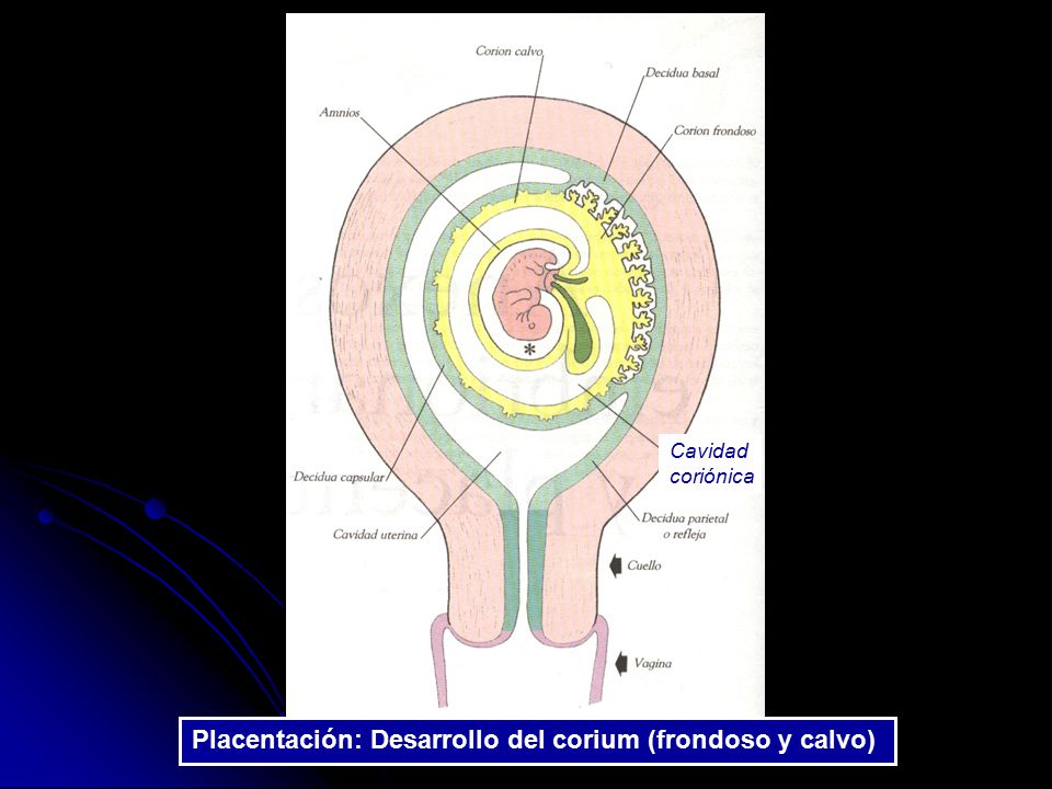 Placentación: Desarrollo del corium (frondoso y calvo)