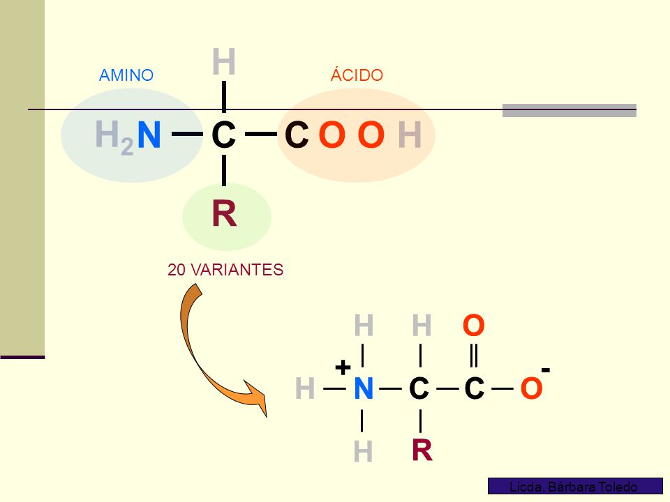 N H2 C H O O H R N C H O R N C H O R - + AMINO ÁCIDO 20 VARIANTES