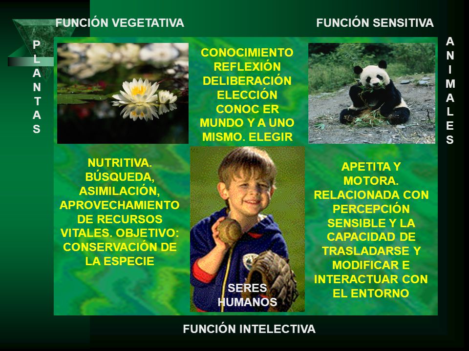 FUNCIÓN VEGETATIVA FUNCIÓN SENSITIVA. ANIMALES. PLANTAS. CONOCIMIENTO REFLEXIÓN DELIBERACIÓN ELECCIÓN CONOC ER MUNDO Y A UNO MISMO. ELEGIR.