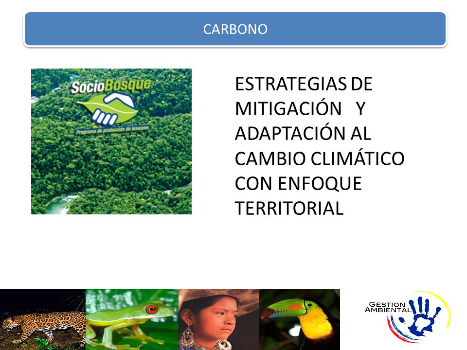 CARBONO ESTRATEGIAS DE MITIGACIÓN Y ADAPTACIÓN AL CAMBIO CLIMÁTICO CON ENFOQUE TERRITORIAL