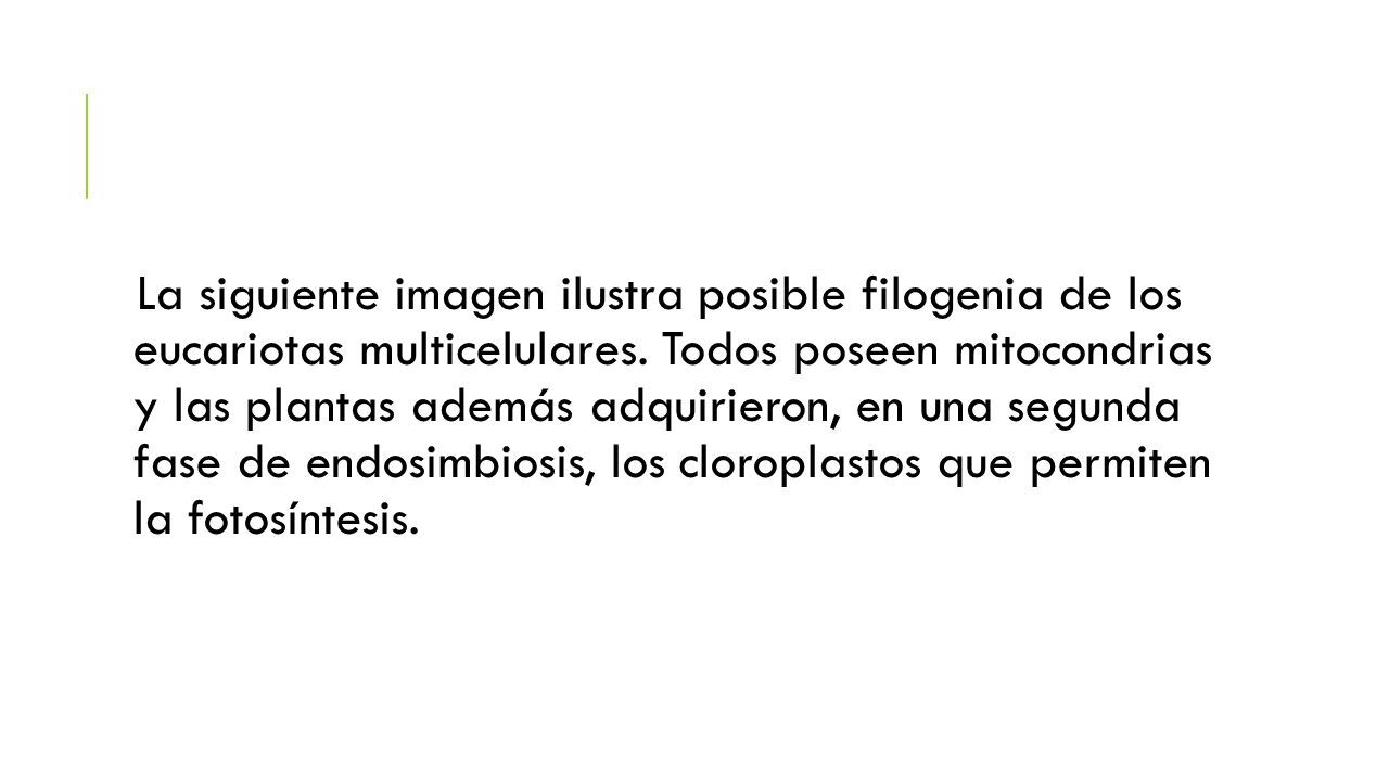 La siguiente imagen ilustra posible filogenia de los eucariotas multicelulares.
