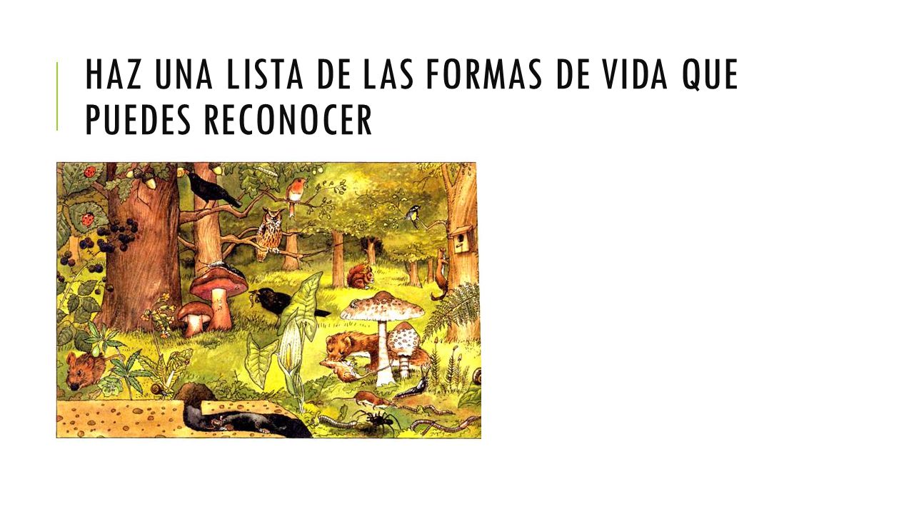 Haz una lista de las formas de vida que puedes reconocer