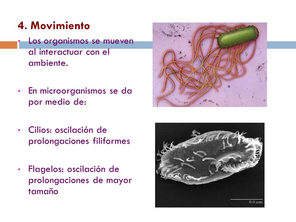 4. Movimiento Los organismos se mueven al interactuar con el ambiente.