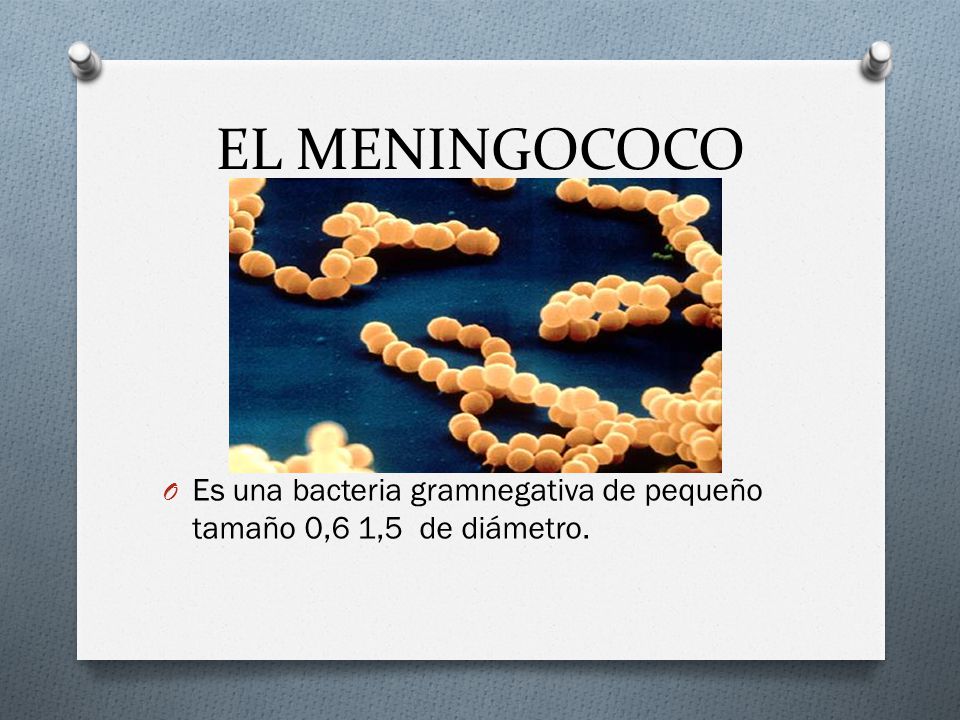 EL MENINGOCOCO Es una bacteria gramnegativa de pequeño tamaño 0,6 1,5 de diámetro.