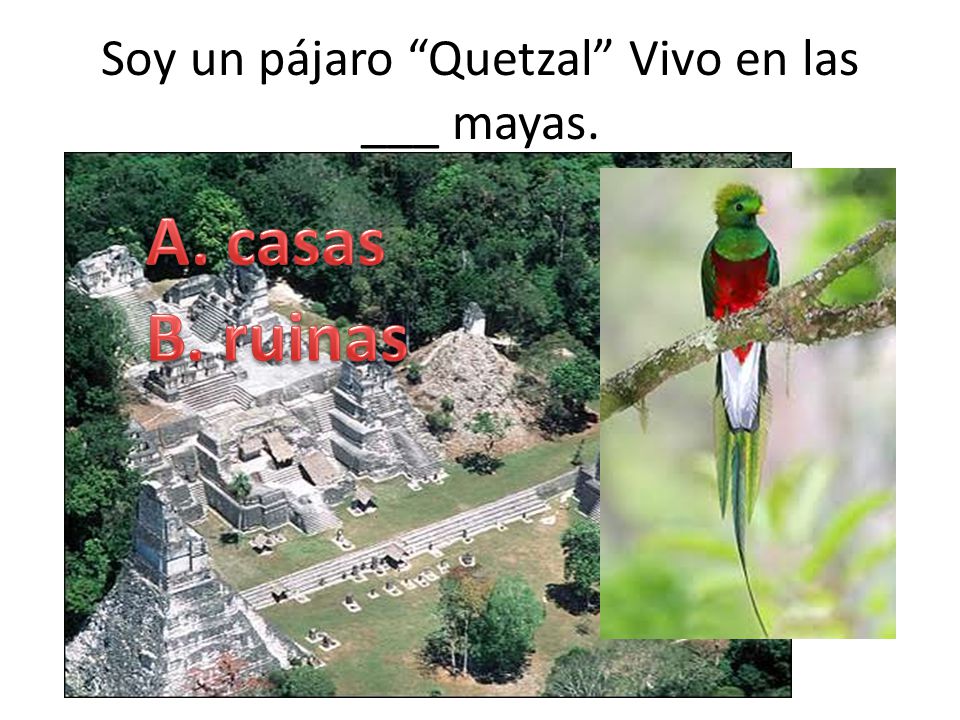 Soy un pájaro Quetzal Vivo en las ___ mayas.