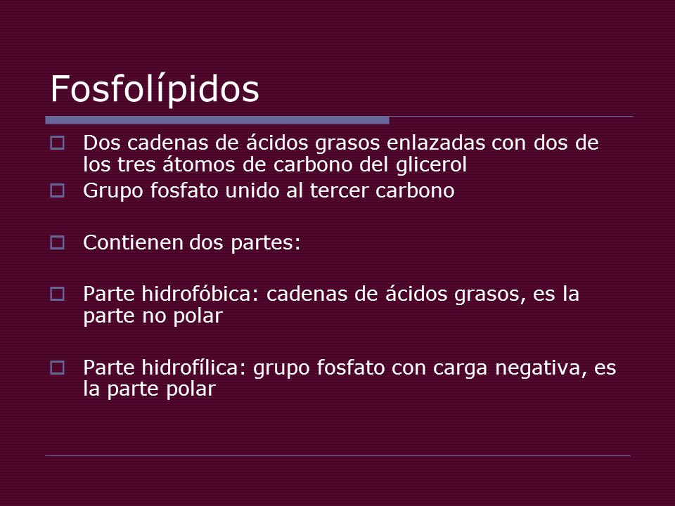 Fosfolípidos Dos cadenas de ácidos grasos enlazadas con dos de los tres átomos de carbono del glicerol.