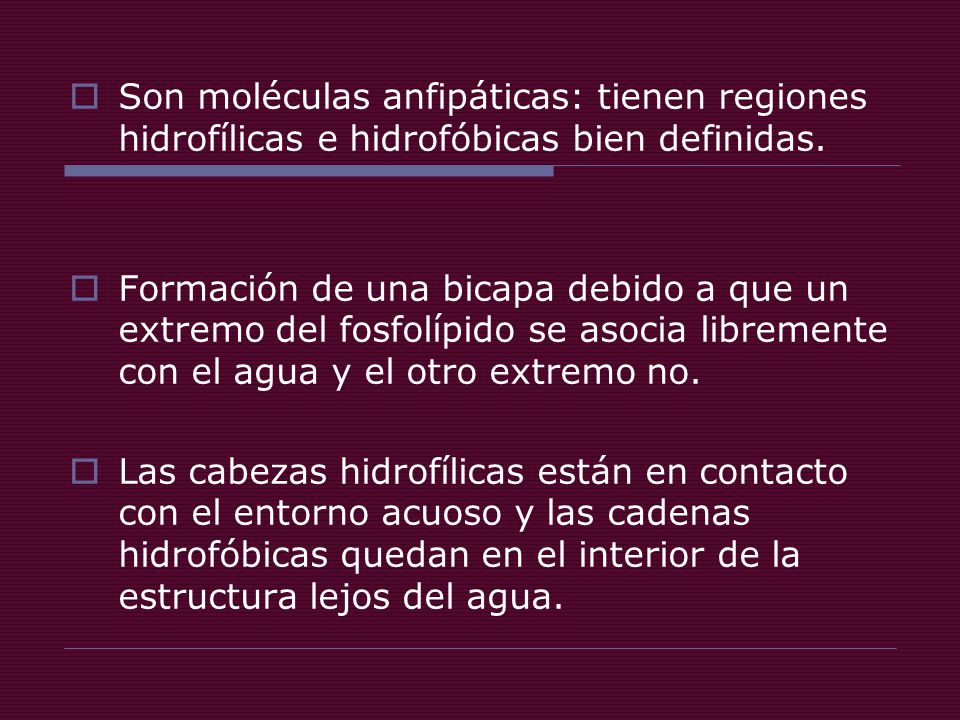 Son moléculas anfipáticas: tienen regiones hidrofílicas e hidrofóbicas bien definidas.
