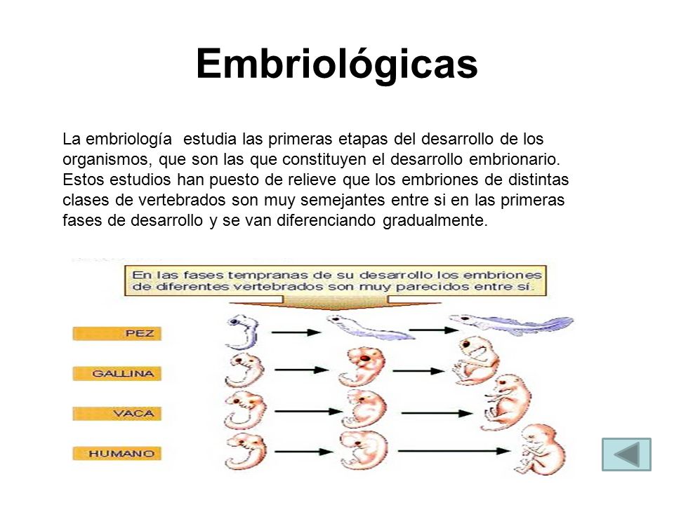 Embriológicas La embriología estudia las primeras etapas del desarrollo de los organismos, que son las que constituyen el desarrollo embrionario.