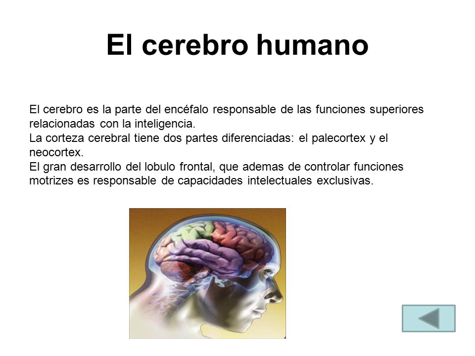 El cerebro humano El cerebro es la parte del encéfalo responsable de las funciones superiores relacionadas con la inteligencia.