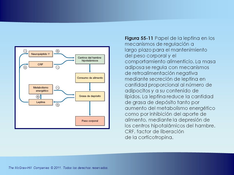 Figura Papel de la leptina en los mecanismos de regulación a