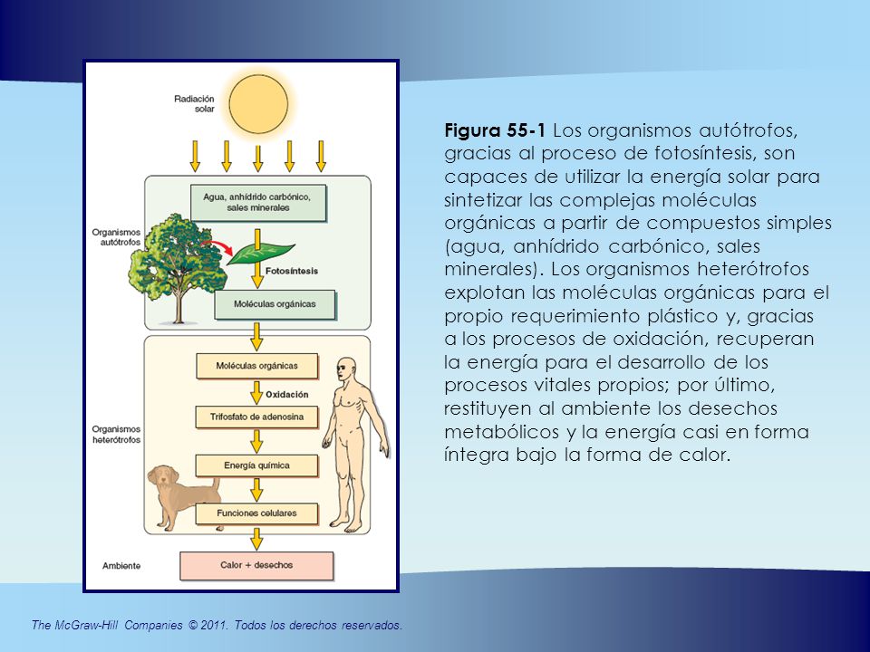 Figura 55-1 Los organismos autótrofos, gracias al proceso de fotosíntesis, son capaces de utilizar la energía solar para sintetizar las complejas moléculas orgánicas a partir de compuestos simples (agua, anhídrido carbónico, sales minerales).