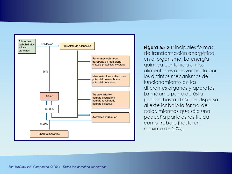 Figura 55-2 Principales formas de transformación energética en el organismo.