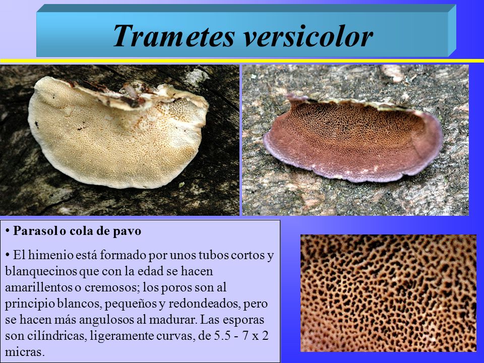 Trametes versicolor Parasol o cola de pavo