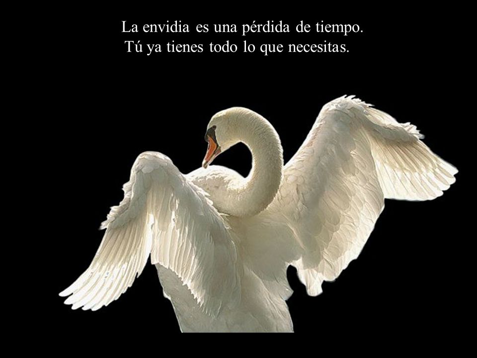 La envidia es una pérdida de tiempo. Tú ya tienes todo lo que necesitas.