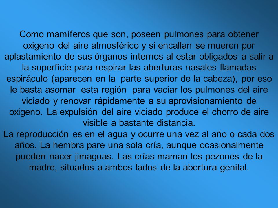 Como mamíferos que son, poseen pulmones para obtener oxigeno del aire atmosférico y si encallan se mueren por aplastamiento de sus órganos internos al estar obligados a salir a la superficie para respirar las aberturas nasales llamadas espiráculo (aparecen en la parte superior de la cabeza), por eso le basta asomar esta región para vaciar los pulmones del aire viciado y renovar rápidamente a su aprovisionamiento de oxigeno. La expulsión del aire viciado produce el chorro de aire visible a bastante distancia.