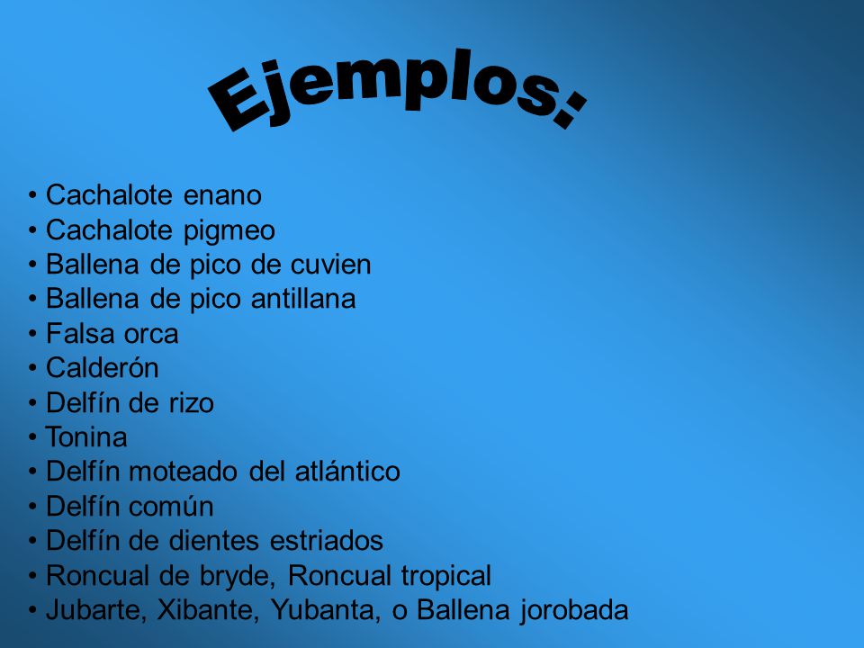 Ejemplos: Cachalote enano Cachalote pigmeo Ballena de pico de cuvien