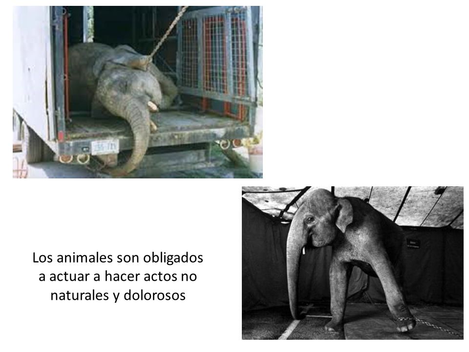 Los animales son obligados a actuar a hacer actos no naturales y dolorosos
