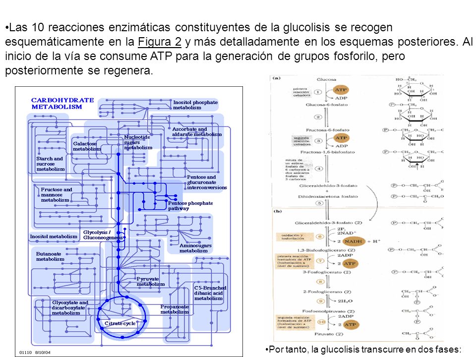 Las 10 reacciones enzimáticas constituyentes de la glucolisis se recogen esquemáticamente en la Figura 2 y más detalladamente en los esquemas posteriores. Al inicio de la vía se consume ATP para la generación de grupos fosforilo, pero posteriormente se regenera.
