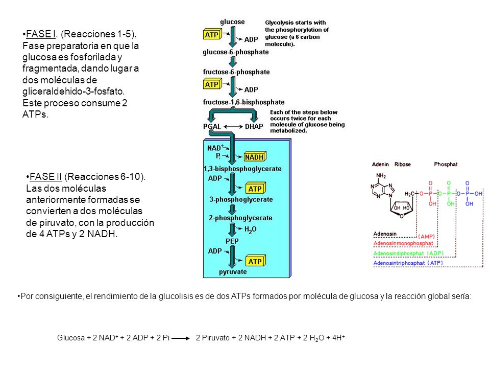 FASE I. (Reacciones 1-5). Fase preparatoria en que la glucosa es fosforilada y fragmentada, dando lugar a dos moléculas de gliceraldehido-3-fosfato. Este proceso consume 2 ATPs.