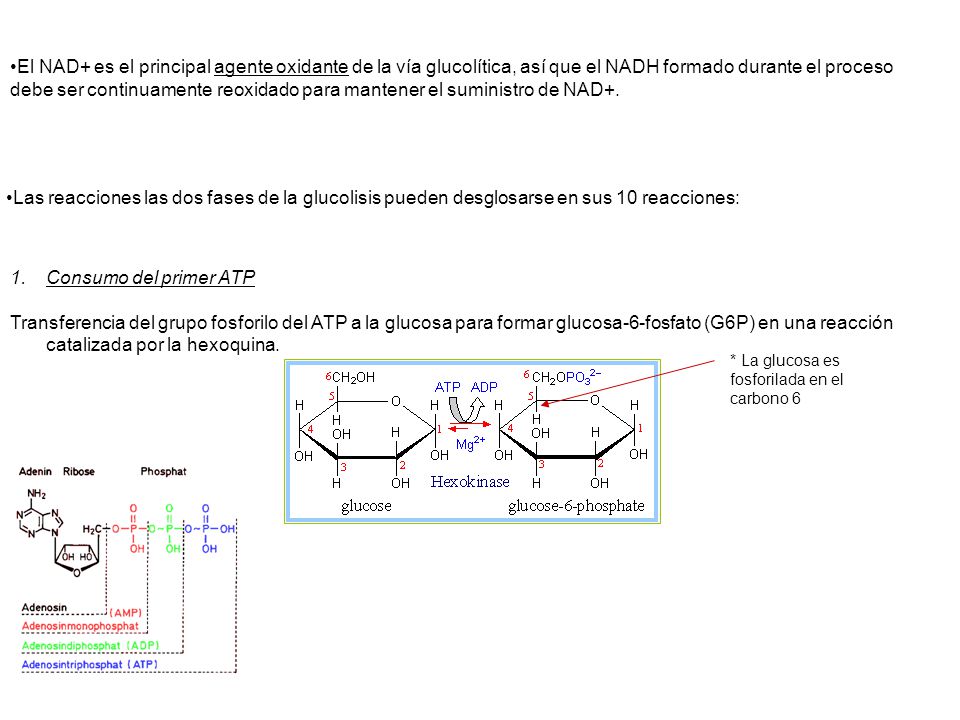 El NAD+ es el principal agente oxidante de la vía glucolítica, así que el NADH formado durante el proceso debe ser continuamente reoxidado para mantener el suministro de NAD+.