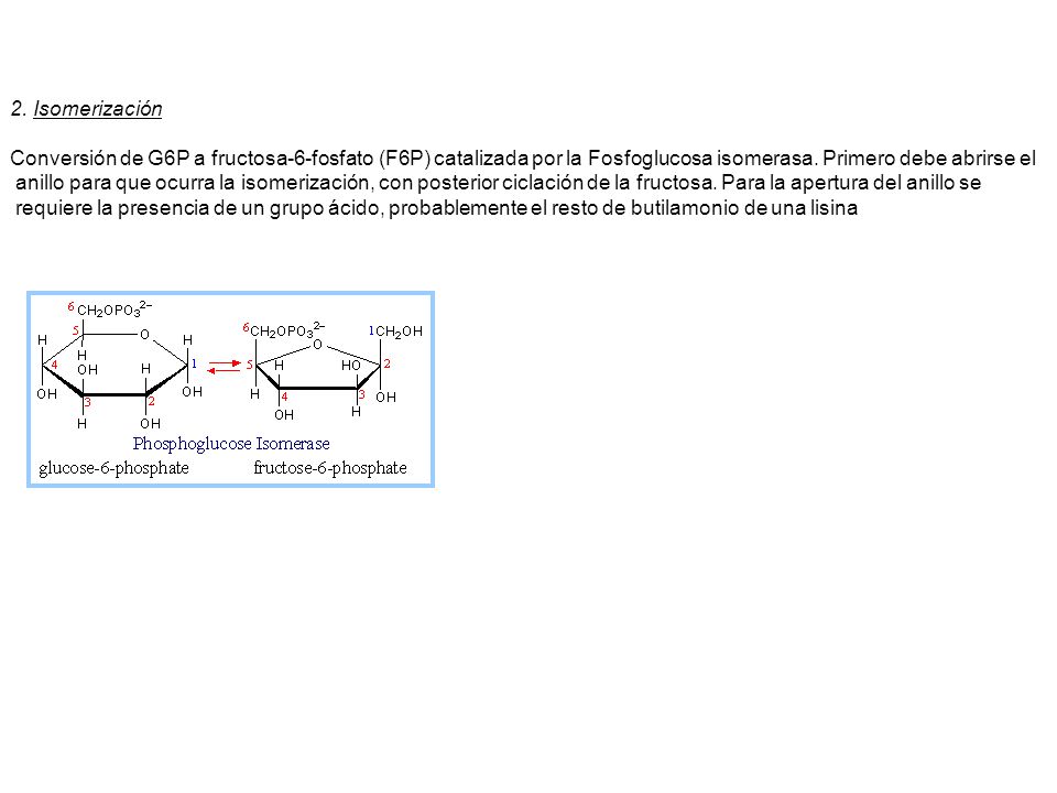 2. Isomerización Conversión de G6P a fructosa-6-fosfato (F6P) catalizada por la Fosfoglucosa isomerasa. Primero debe abrirse el.