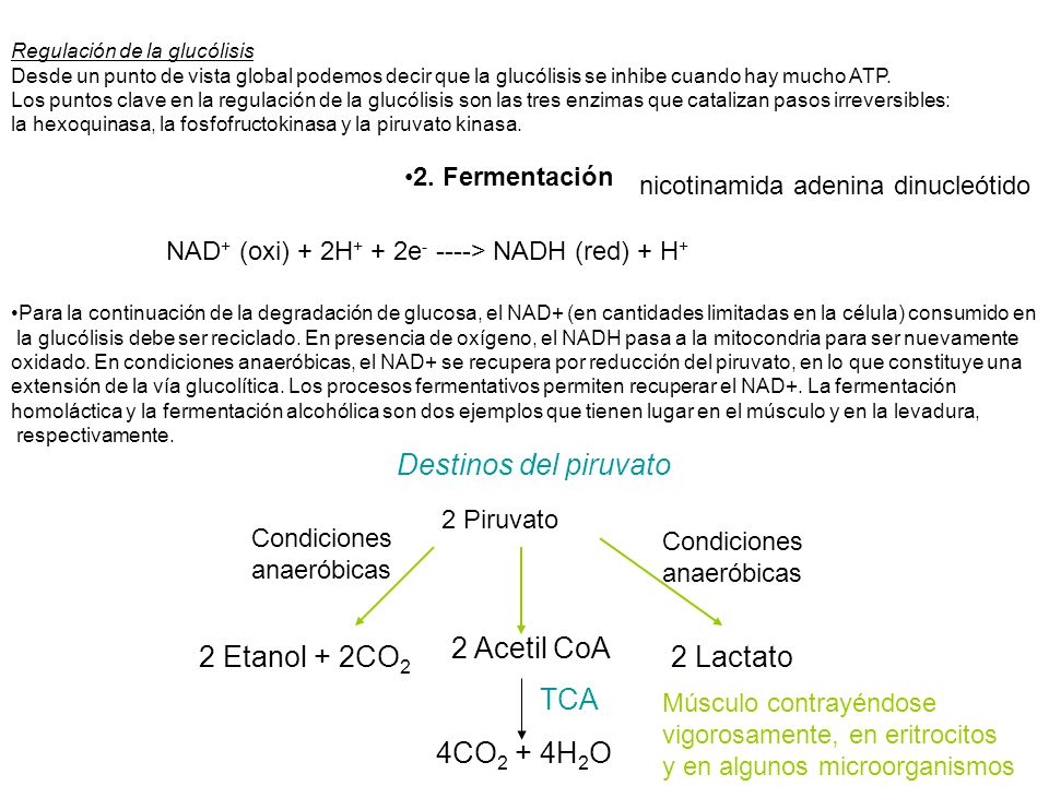 2 Etanol + 2CO2 2 Acetil CoA 2 Lactato TCA 4CO2 + 4H2O