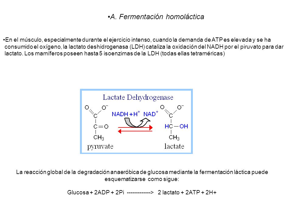 Glucosa + 2ADP + 2Pi > 2 lactato + 2ATP + 2H+