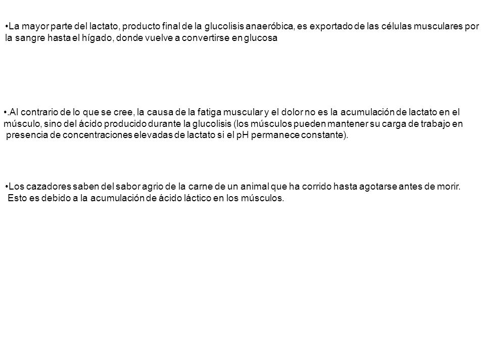La mayor parte del lactato, producto final de la glucolisis anaeróbica, es exportado de las células musculares por la sangre hasta el hígado, donde vuelve a convertirse en glucosa