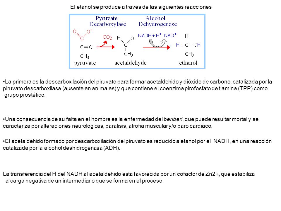 El etanol se produce a través de las siguientes reacciones