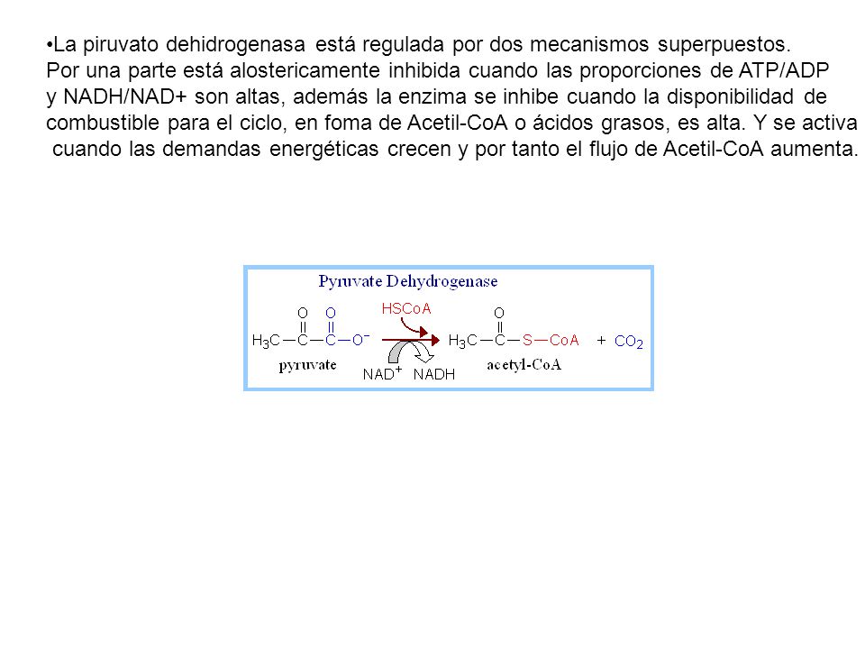 La piruvato dehidrogenasa está regulada por dos mecanismos superpuestos.