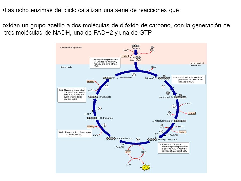 Las ocho enzimas del ciclo catalizan una serie de reacciones que: