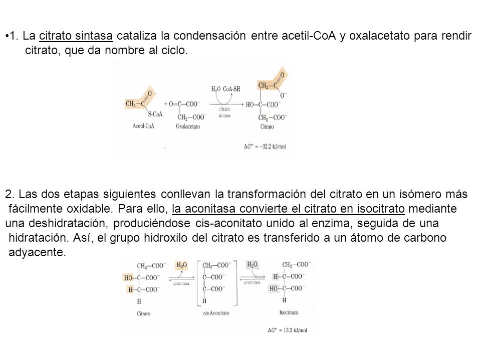 1. La citrato sintasa cataliza la condensación entre acetil-CoA y oxalacetato para rendir