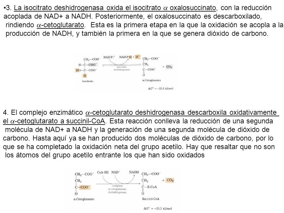 3. La isocitrato deshidrogenasa oxida el isocitrato a oxalosuccinato, con la reducción