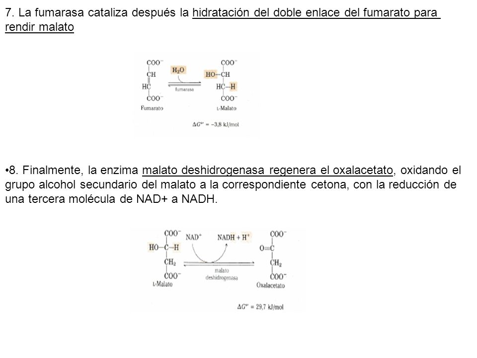 7. La fumarasa cataliza después la hidratación del doble enlace del fumarato para