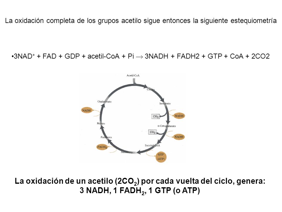 3NAD+ + FAD + GDP + acetil-CoA + Pi  3NADH + FADH2 + GTP + CoA + 2CO2