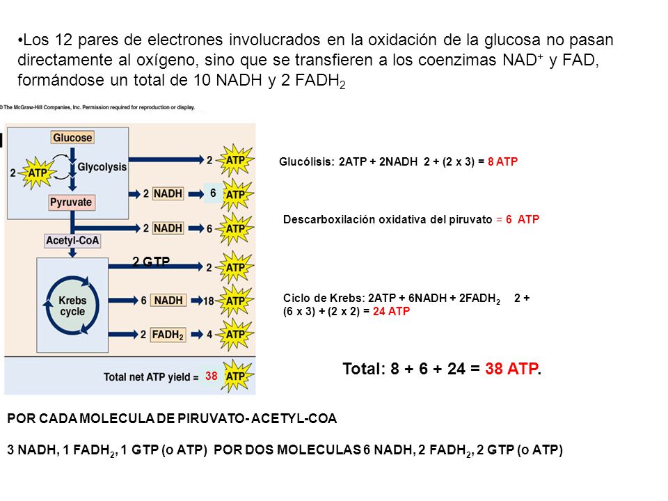Glucólisis: 2ATP + 2NADH 2 + (2 x 3) = 8 ATP