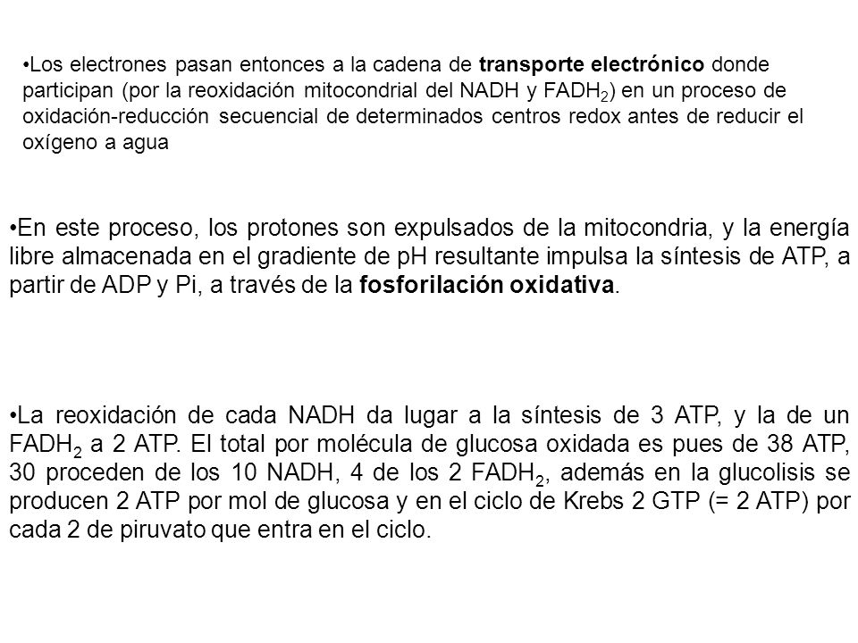 Los electrones pasan entonces a la cadena de transporte electrónico donde participan (por la reoxidación mitocondrial del NADH y FADH2) en un proceso de oxidación-reducción secuencial de determinados centros redox antes de reducir el oxígeno a agua