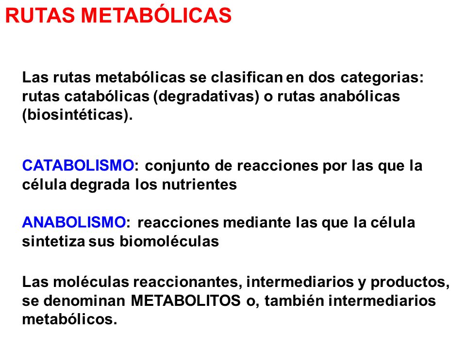 RUTAS METABÓLICAS Las rutas metabólicas se clasifican en dos categorias: rutas catabólicas (degradativas) o rutas anabólicas (biosintéticas).