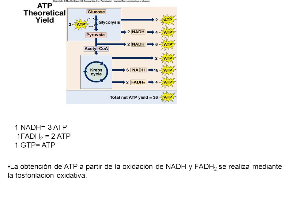1 NADH= 3 ATP 1FADH2 = 2 ATP. 1 GTP= ATP.