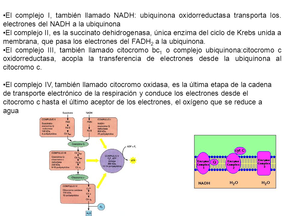 El complejo I, también llamado NADH: ubiquinona oxidorreductasa transporta los. electrones del NADH a la ubiquinona