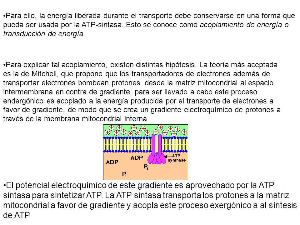 Para ello, la energía liberada durante el transporte debe conservarse en una forma que pueda ser usada por la ATP-sintasa. Esto se conoce como acoplamiento de energía o transducción de energía