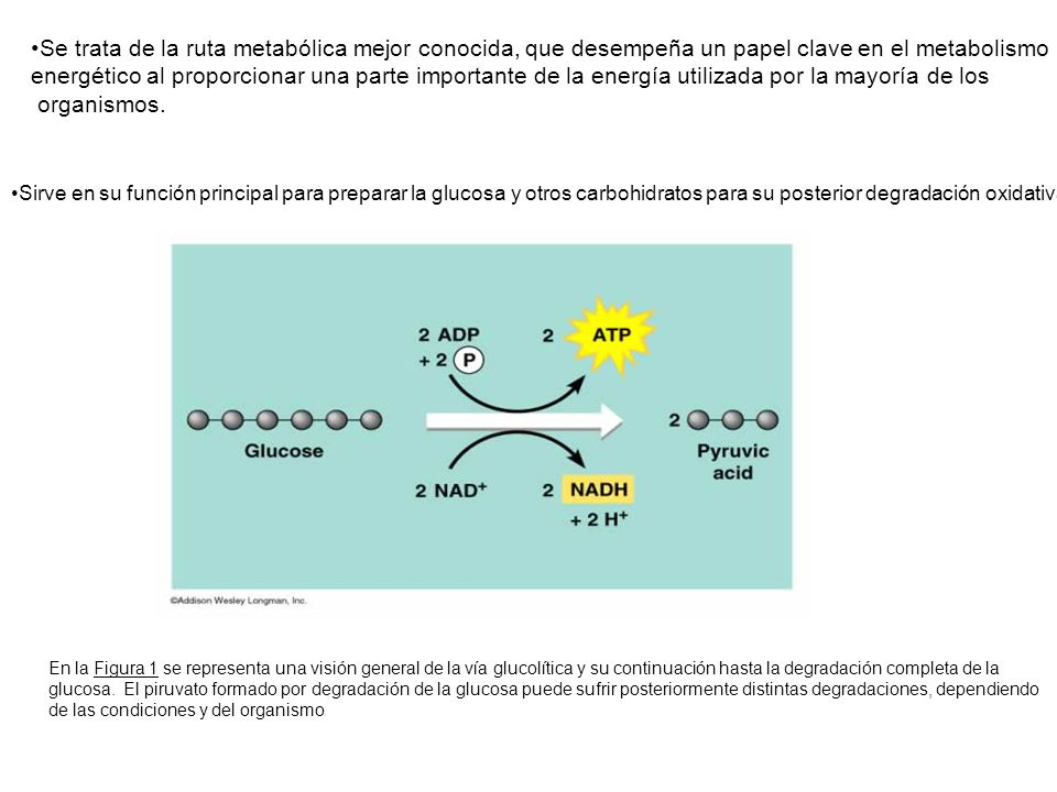 Se trata de la ruta metabólica mejor conocida, que desempeña un papel clave en el metabolismo
